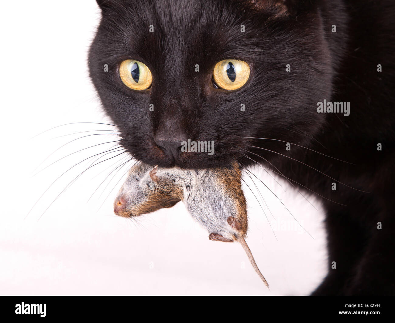 Nahaufnahme einer schwarzen Katze mit seiner Beute, eine tote Maus Stockfoto