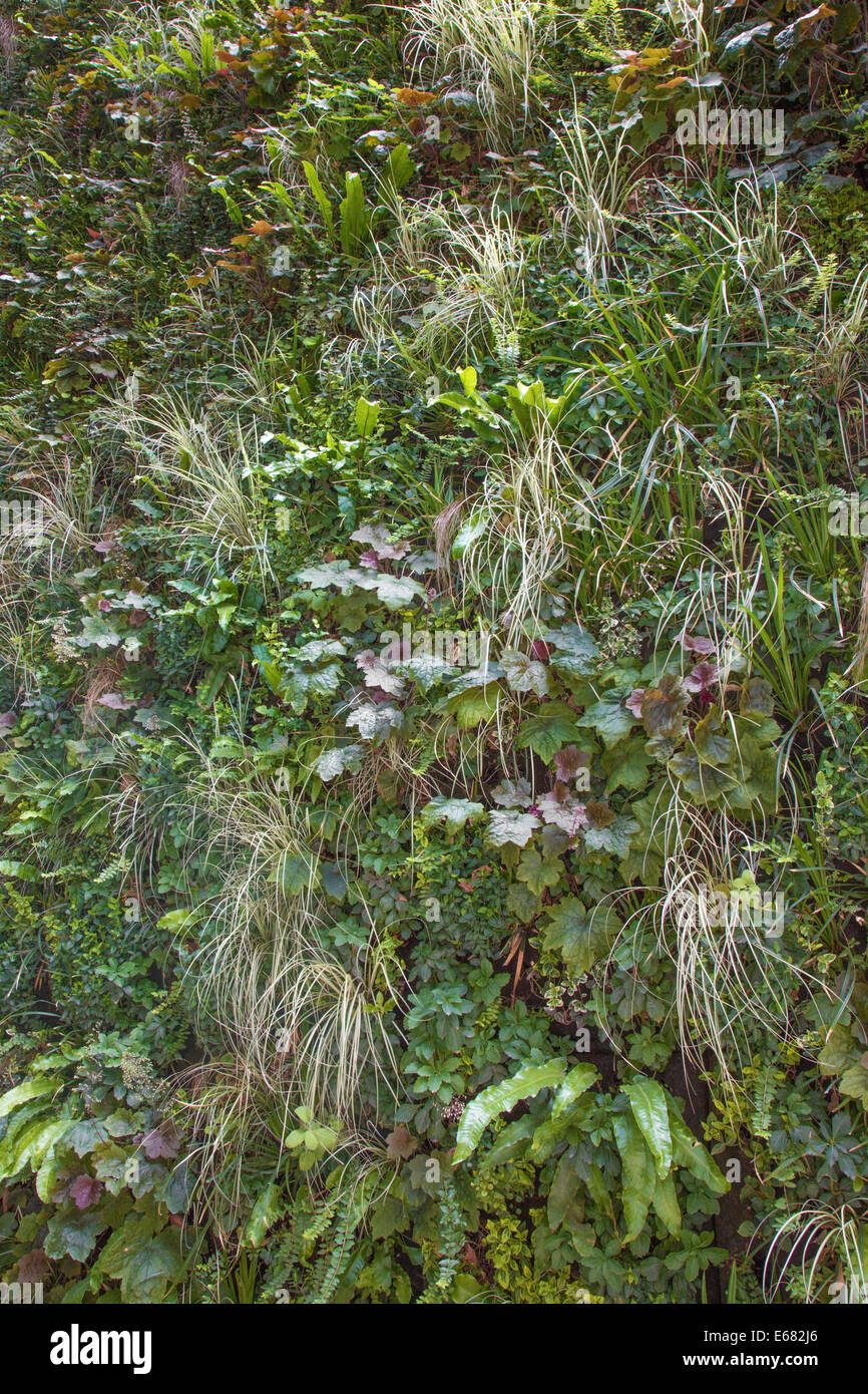 Grüne Wand - vertikalen Garten Stockfoto