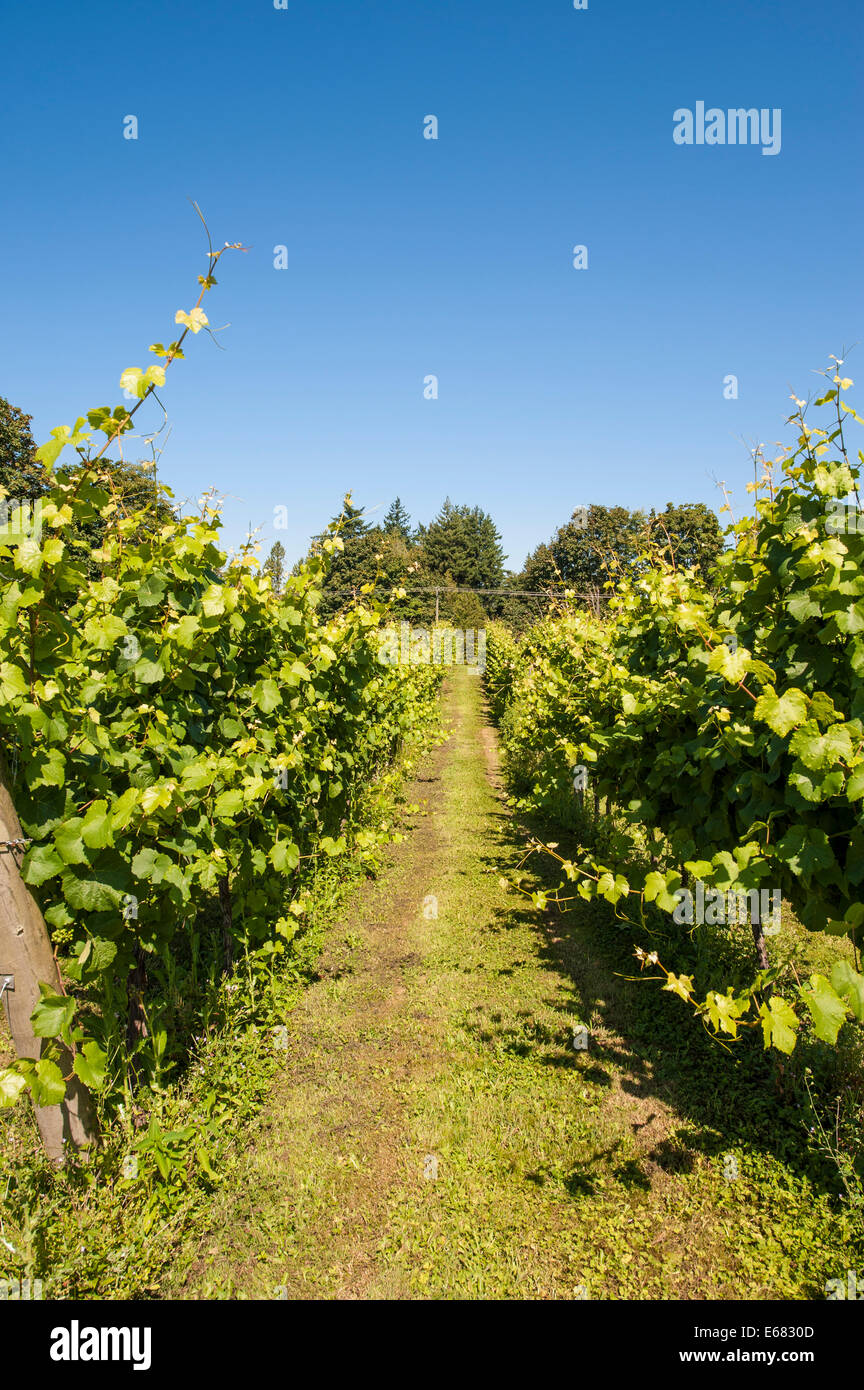 Weinreben-Weinberg im Township 7 Weingut, Langley, British Columbia, Kanada. Stockfoto