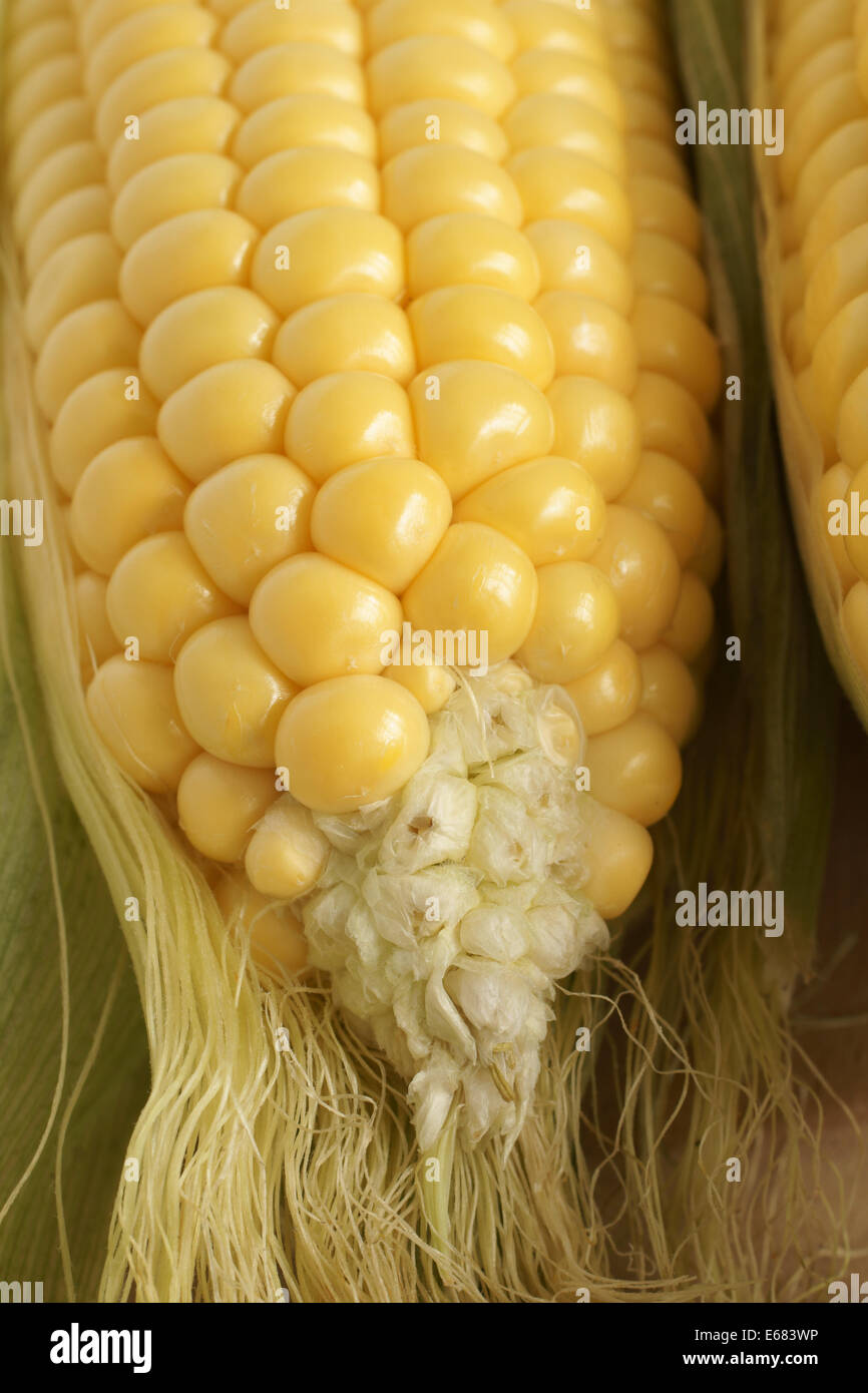 Nahaufnahme von frisch gepflückten Mais oder Mais Ohren in ihren Schalen Stockfoto