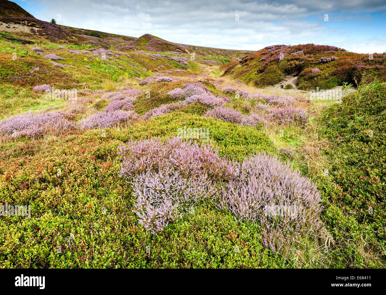 Heather auf Danby Rigg Stockfoto