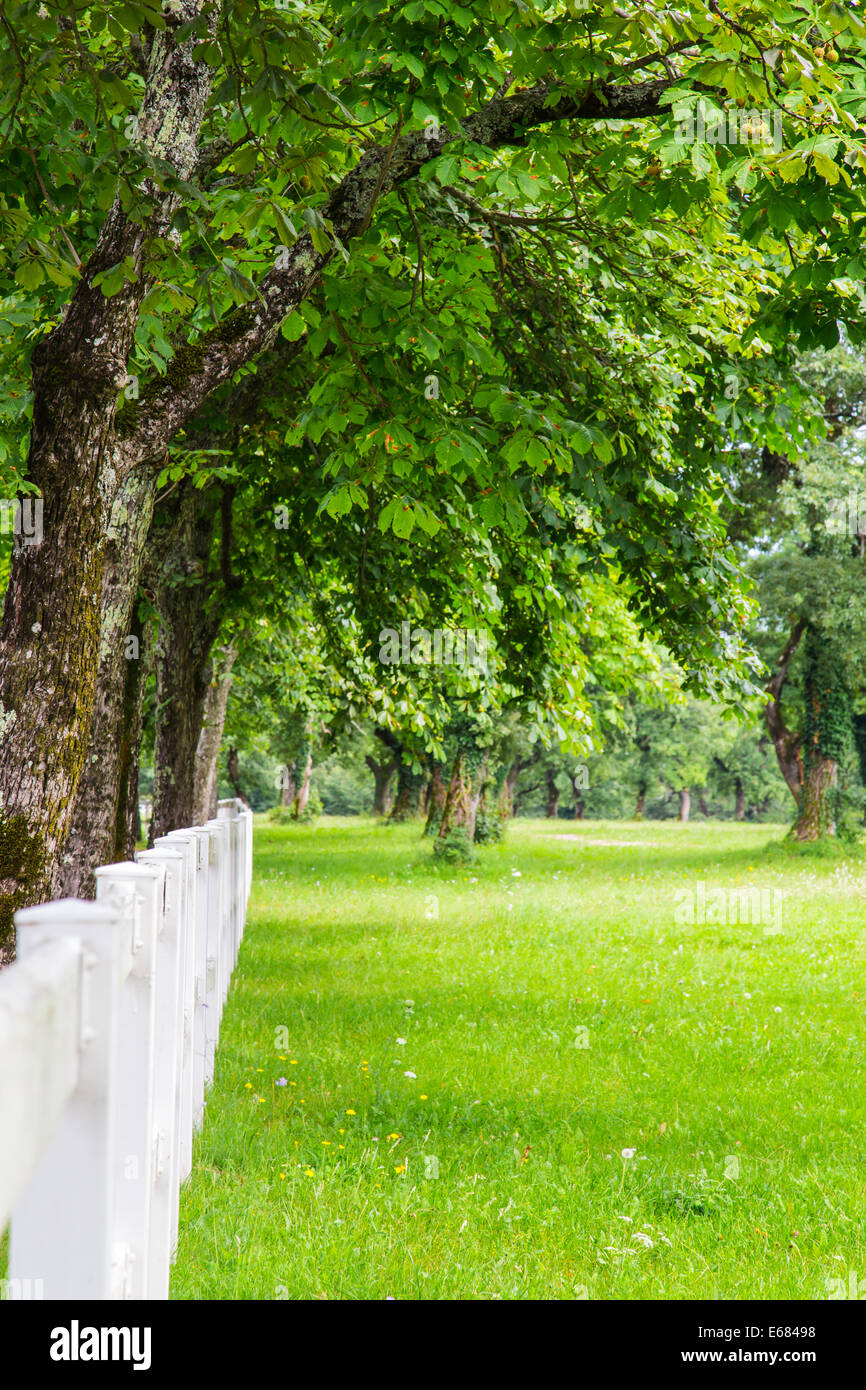 Bäume mit weißen Zaun in der slowenischen Landschaft Stockfoto