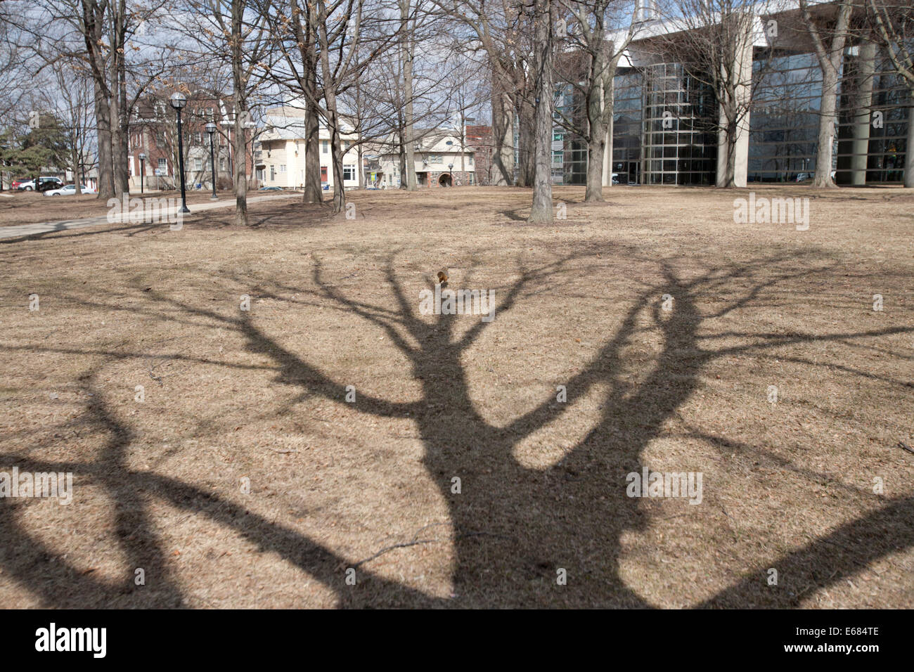 Silhouette der Baum im Winter, Michigan, USA Stockfoto