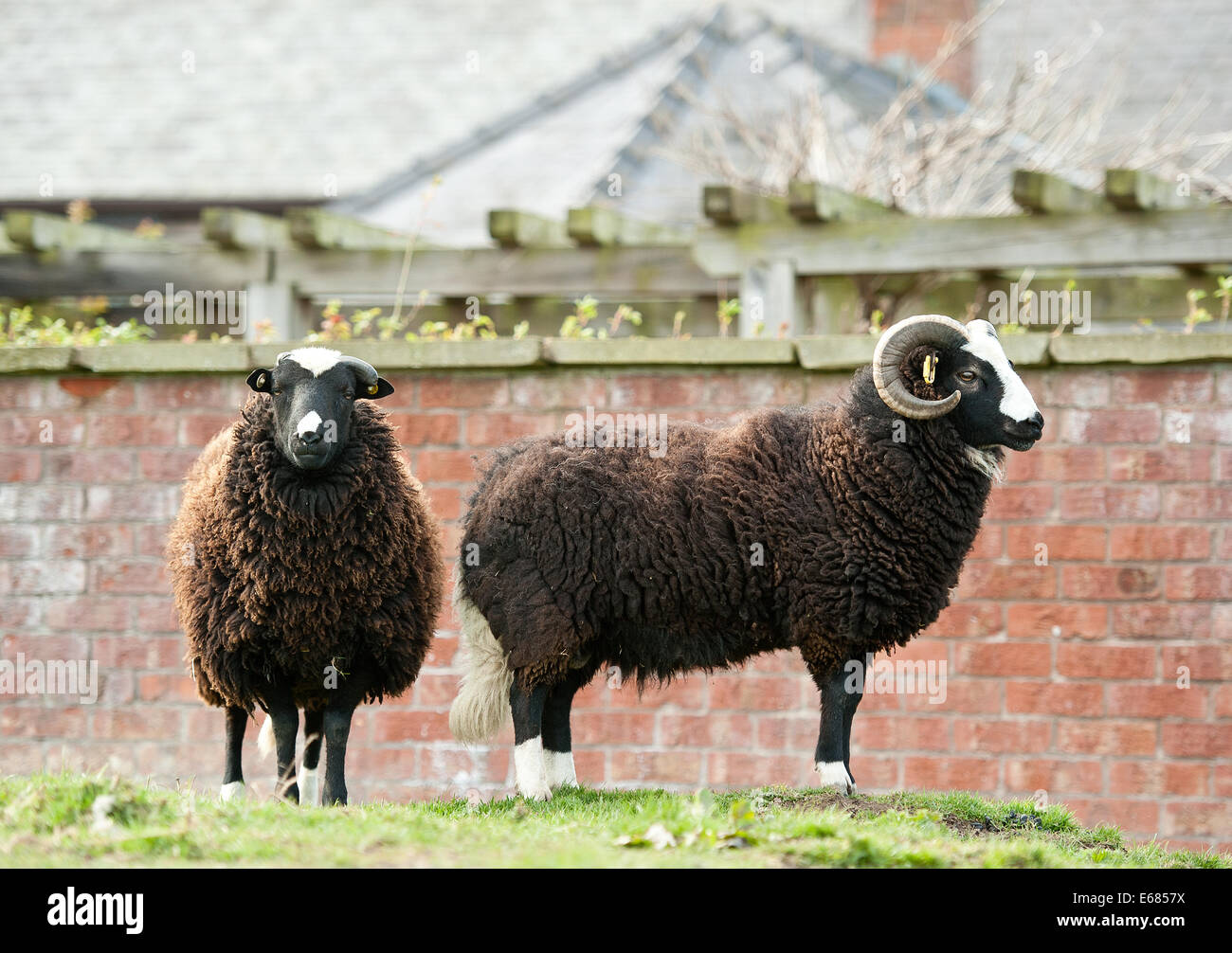 Balwen Welsh Mountain Schafe Stockfoto