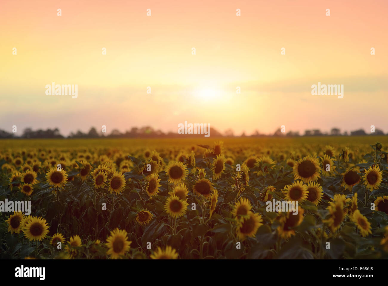 Bereich der Blühende Sonnenblumen auf einem Hintergrund Sonnenuntergang Stockfoto