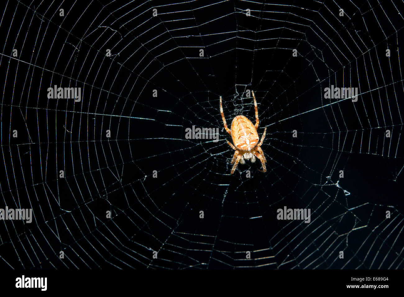 Nahaufnahme der Spinne im web Stockfoto