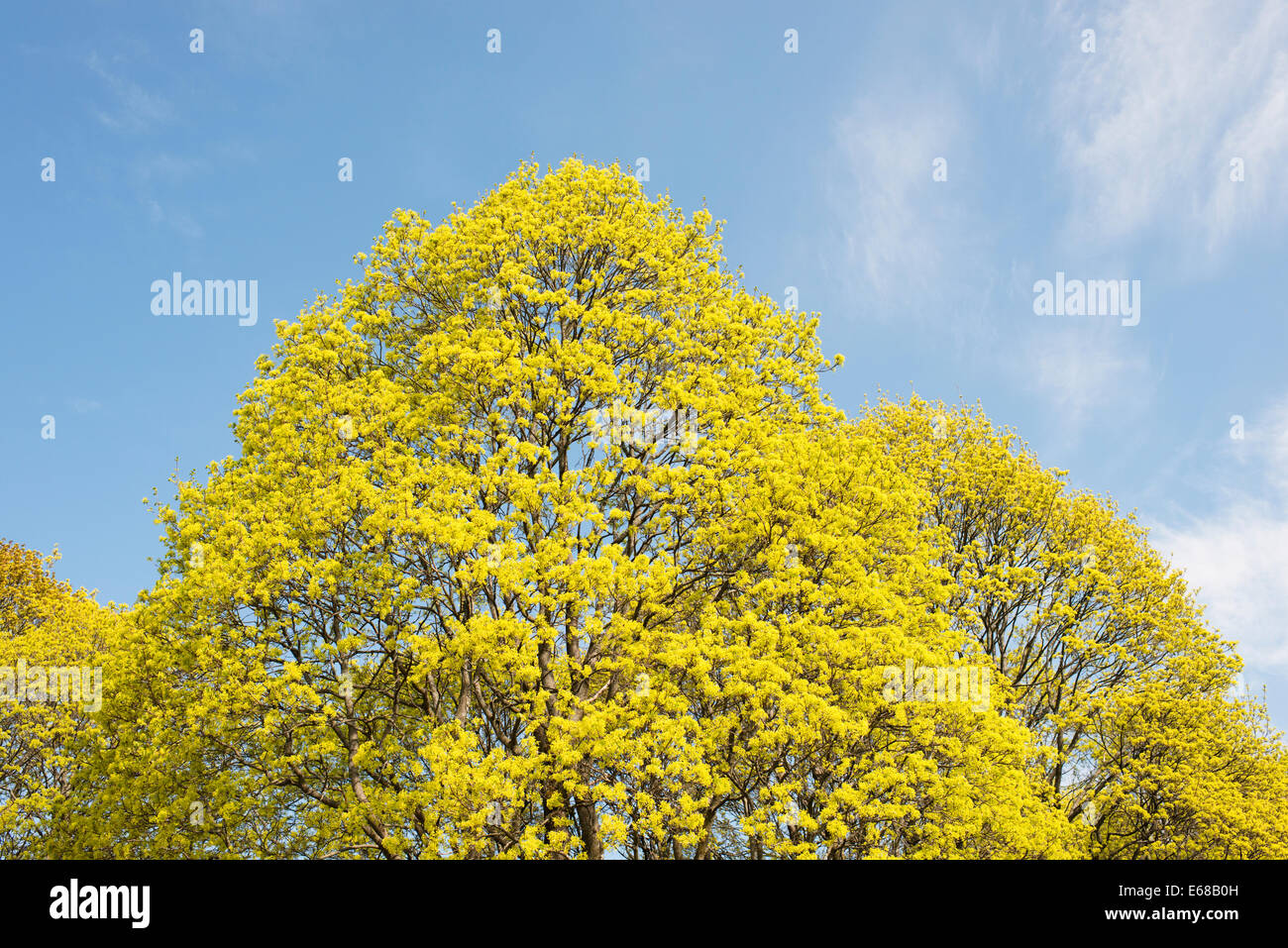 Frühling-Art-Szene mit lichtdurchfluteten Bäumen und blauen Himmel. Stockfoto