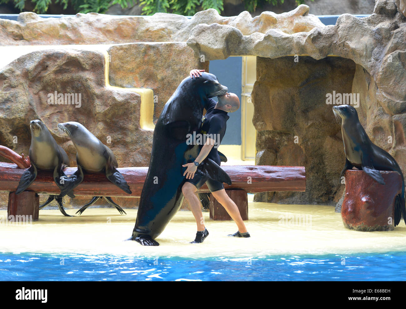 Loro Parque, Teneriffa, Kanarische Inseln, Seelöwen Leistung, Loro Wildpark oder Zoo, Teneriffa, Spanien Stockfoto