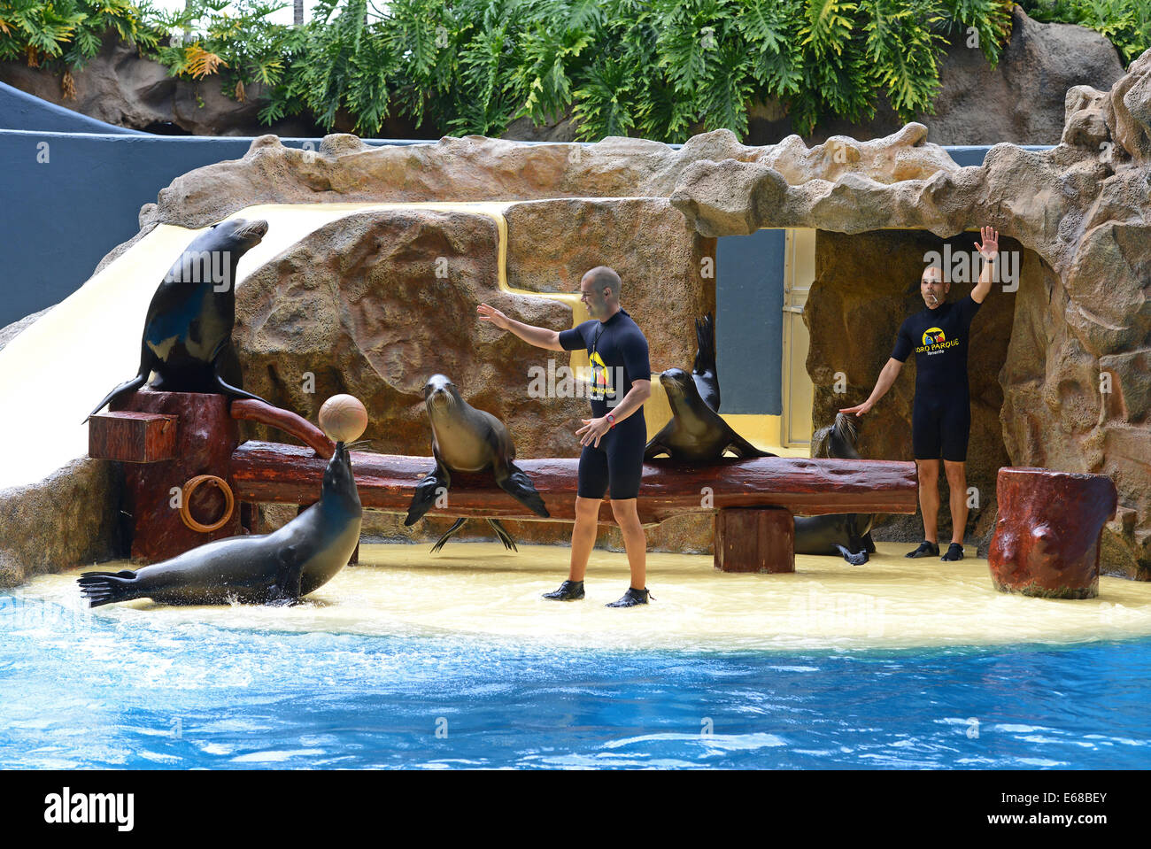 Loro Parque, Teneriffa, Kanarische Inseln, Seelöwen Leistung, Loro Wildpark oder Zoo, Teneriffa, Spanien Stockfoto