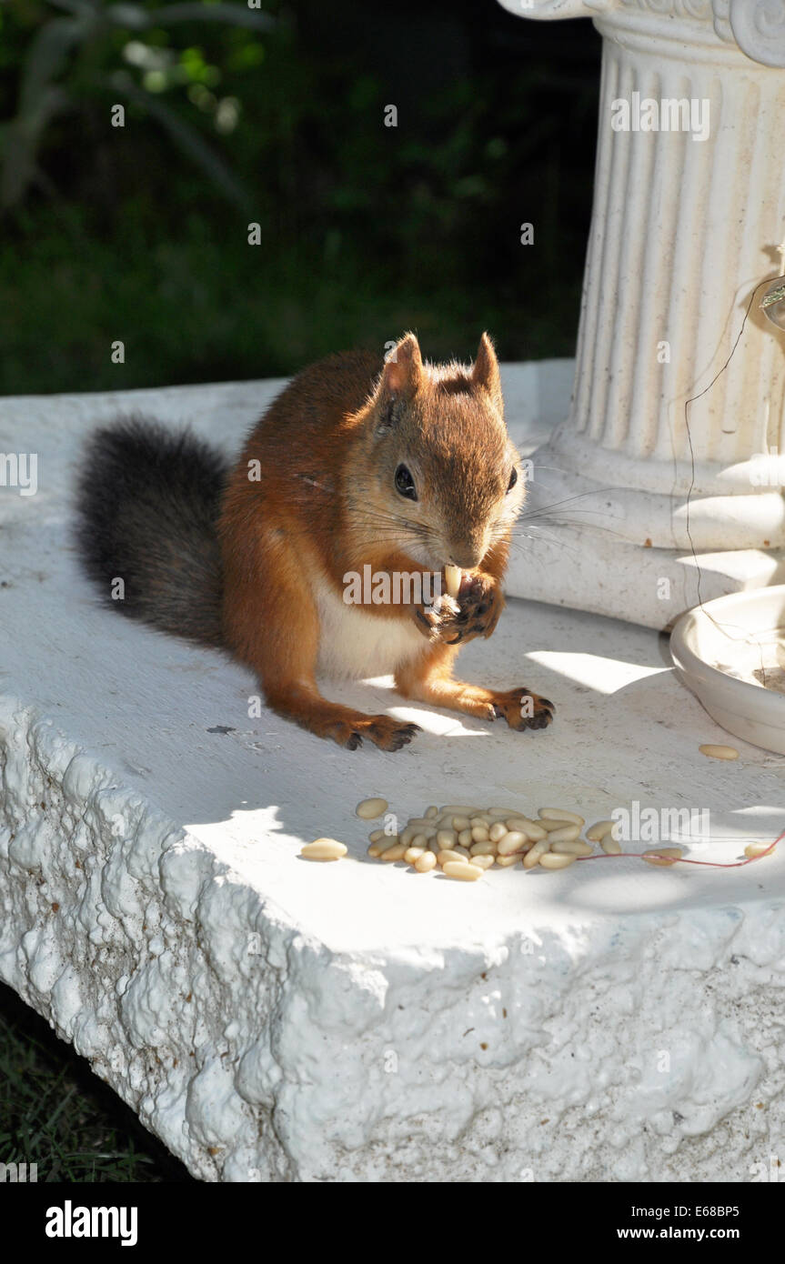 Eichhörnchen Stockfoto