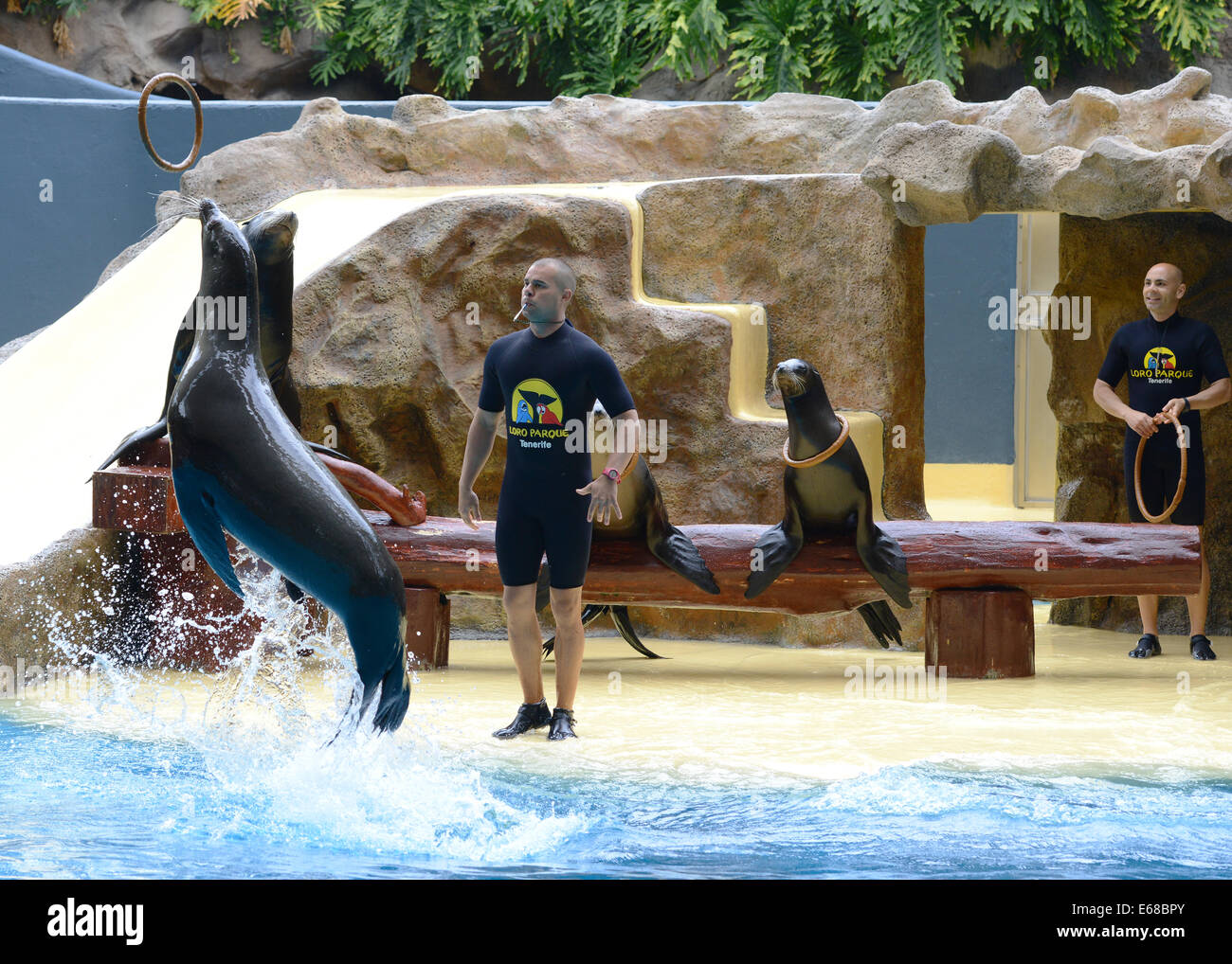 Loro Parque, Teneriffa, Kanarische Inseln, Seelöwen Leistung, Loro Wildpark oder Zoo, Teneriffa, Spanien Stockfoto