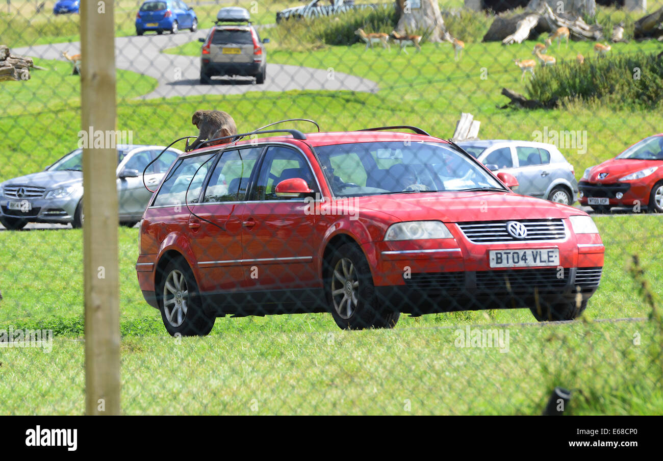 Longleat Safari Park, ein Auto beschädigt von einem Affen in die Affen Fahrt durch Gehäuse, Wiltshire, England Stockfoto