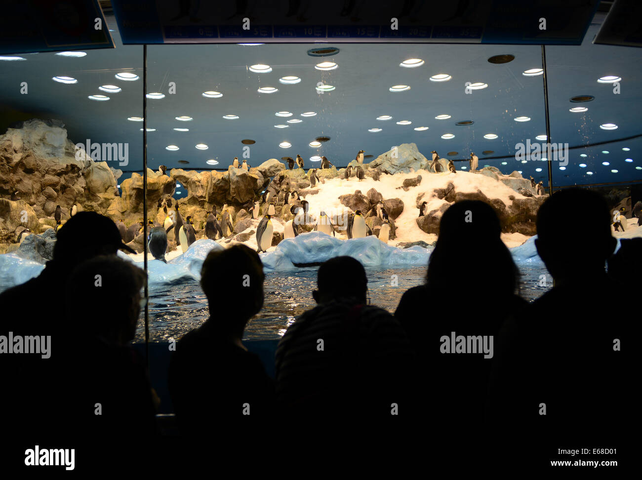 Loro Parque, Teneriffa, Kanarische Inseln, Loro Wildpark oder Zoo, Teneriffa, Spanien, Kaiserpinguin Anziehungskraft, Gehäuse. Stockfoto