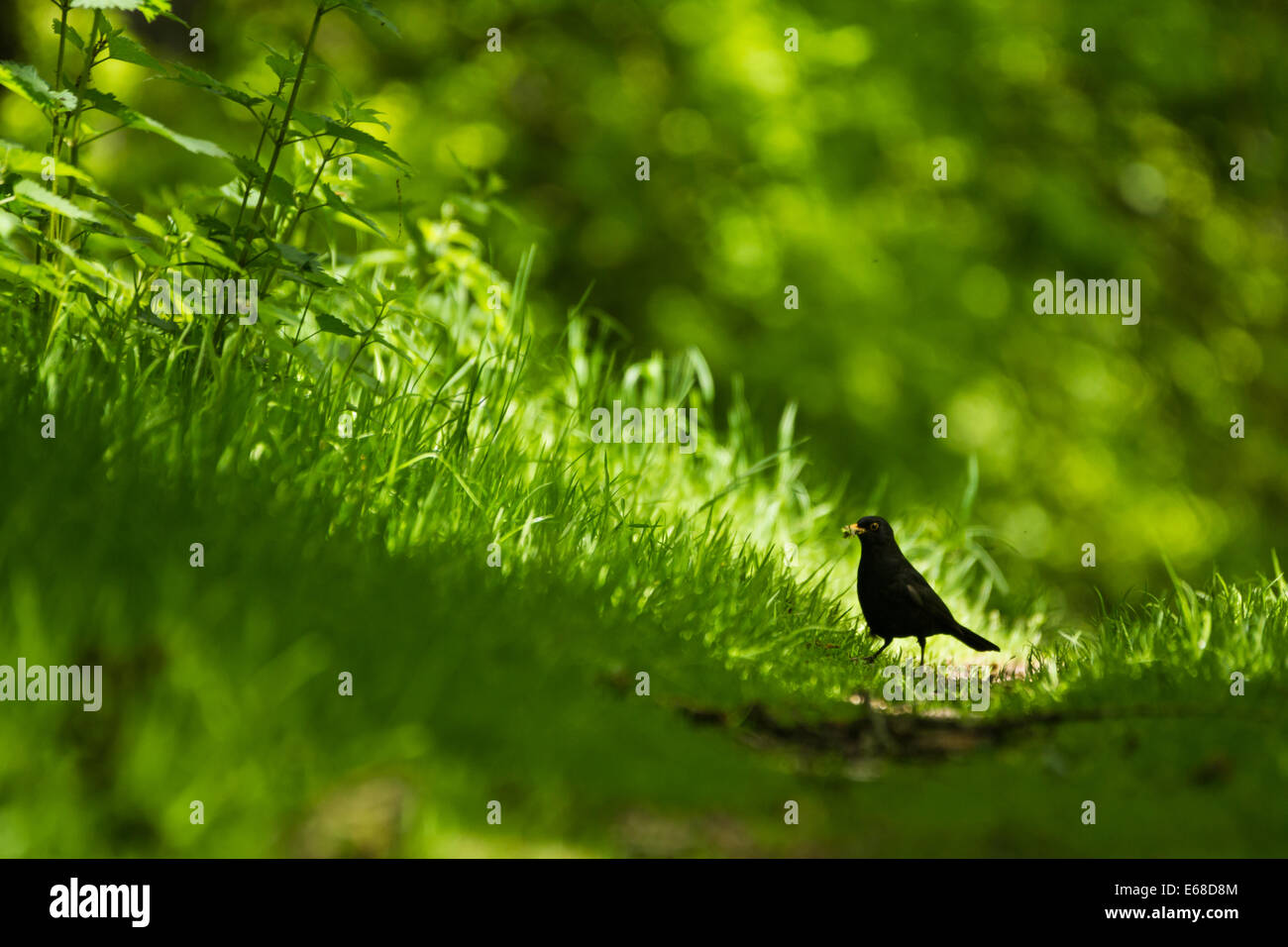 Amsel Turdus merula, männliche Fütterung unter dem Gras in dappled Sonnenlicht, Wollaton Hall und Deer Park, Juni. Stockfoto
