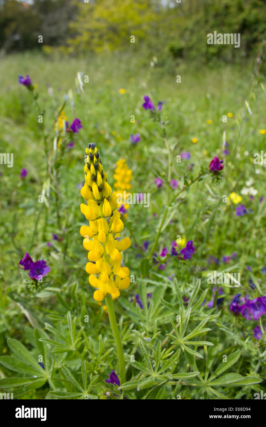 Eine Wildblumenwiese fotografiert in der Sobreda Region Portugals, südlich von Lissabon, April 2013 Stockfoto