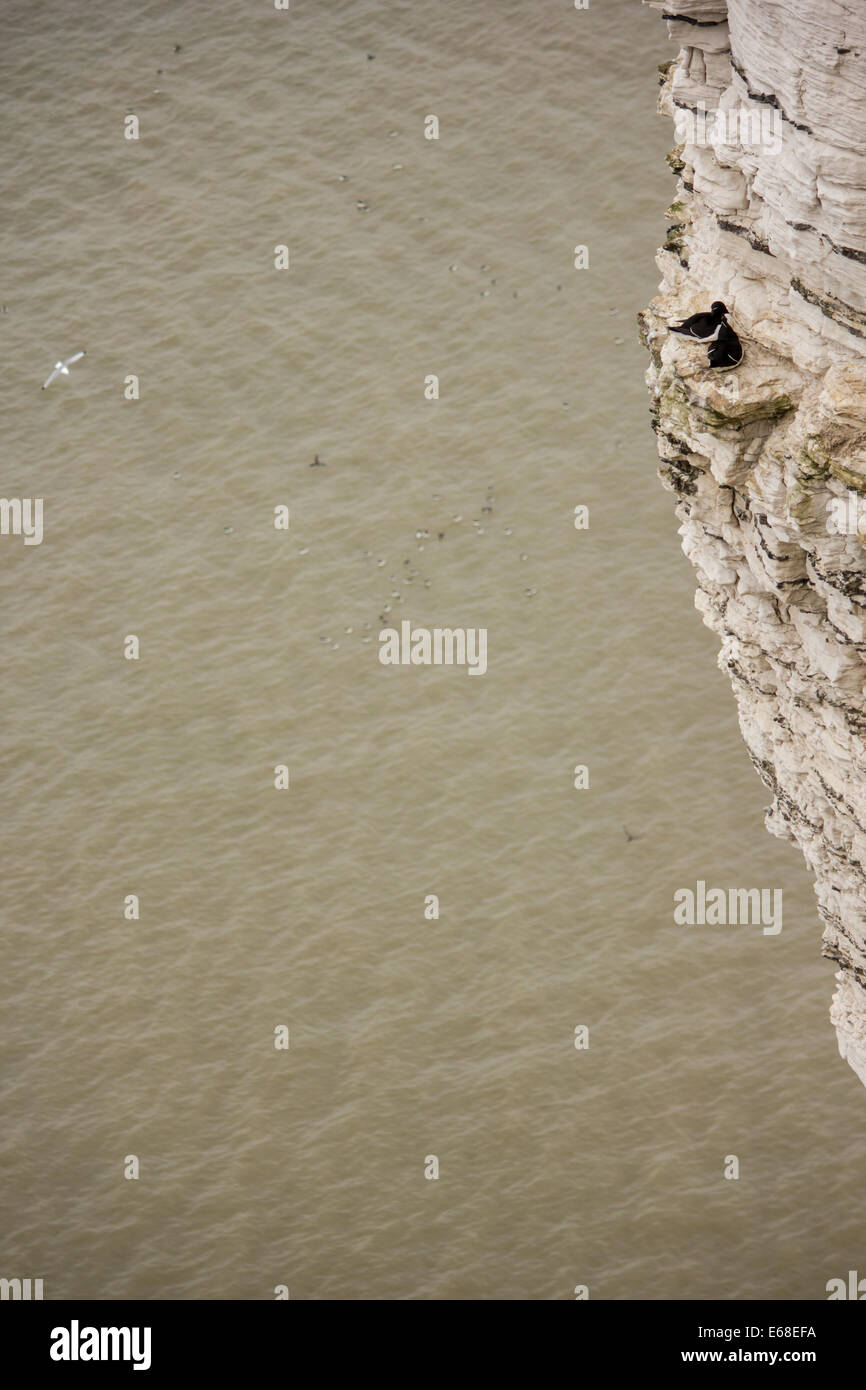 Tordalken Alca torda, ein Paar auf ihrem Nest auf einer steilen Klippe sitzen. Bempton Cliffs RSPB Reservat, April. Stockfoto