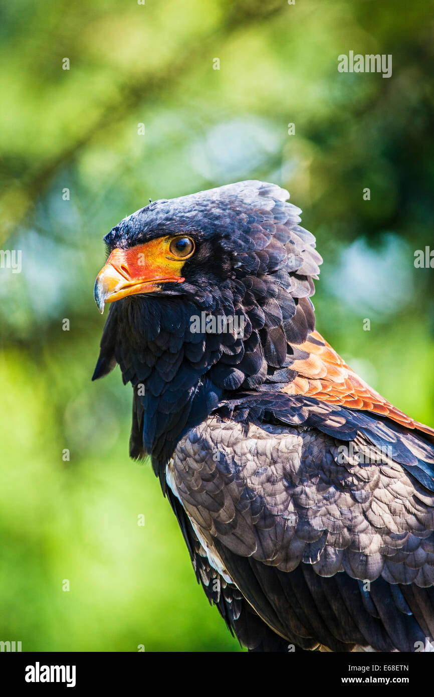 Ein Bateleur Adler, Terathopius Ecaudatus. Stockfoto