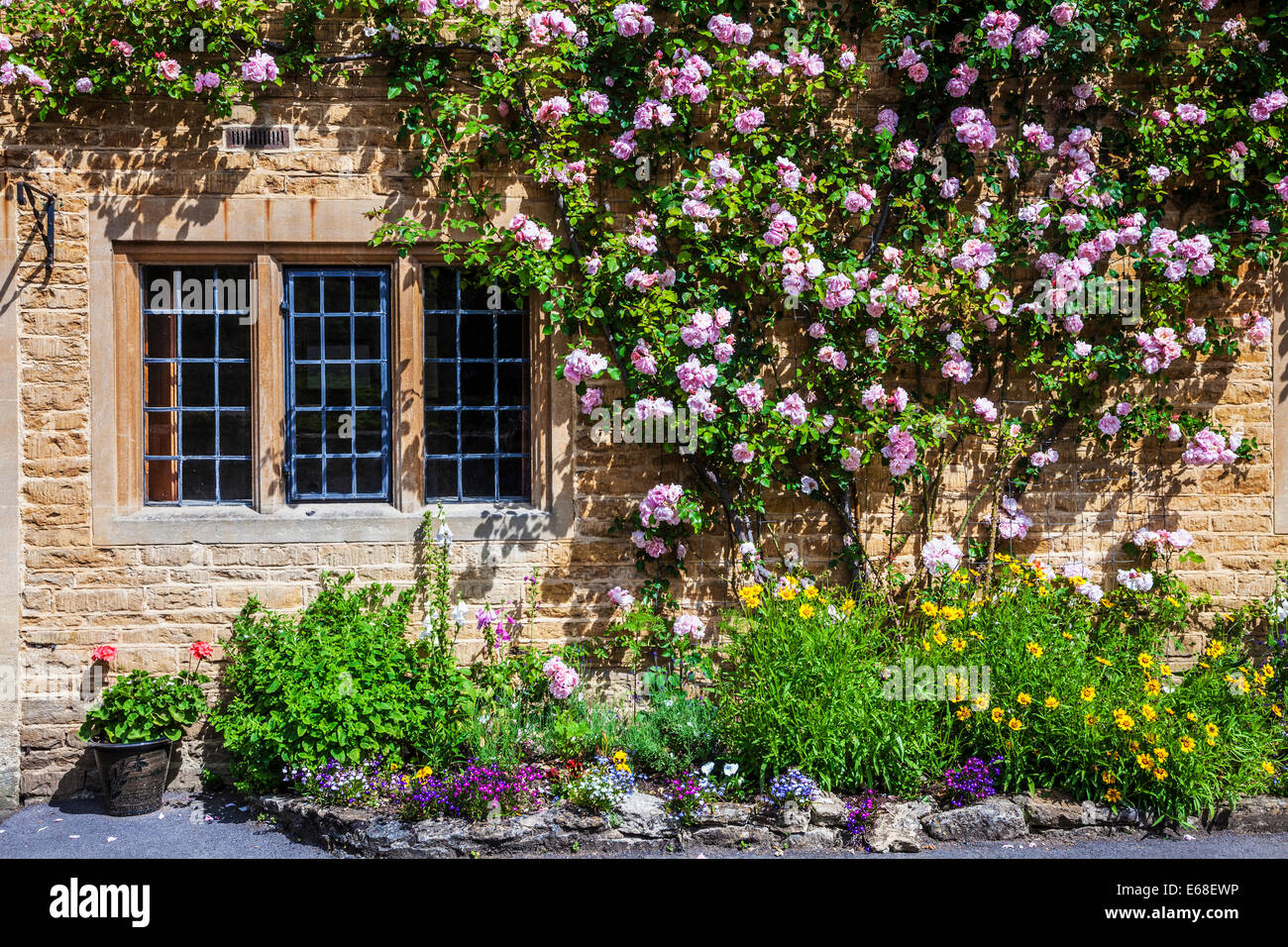 Cotswold Landhaus aus Stein mit verbleitem, zweibogigen Fenster, abschweifende Rosen und ziemlich Vorgarten vor. Stockfoto