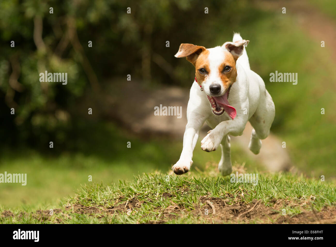 Jack Russel Pfarrer Hund laufen in Richtung der Kamera High speed Low Angle Shot Stockfoto