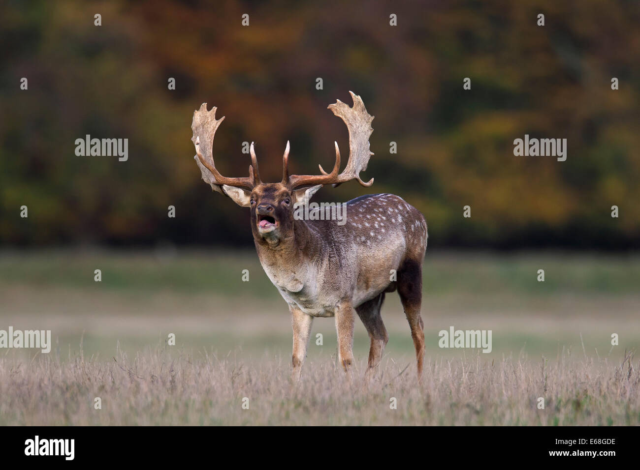 Damhirsch (Dama Dama) Buck brüllen während der Brunft im Herbst im Grünland Stockfoto