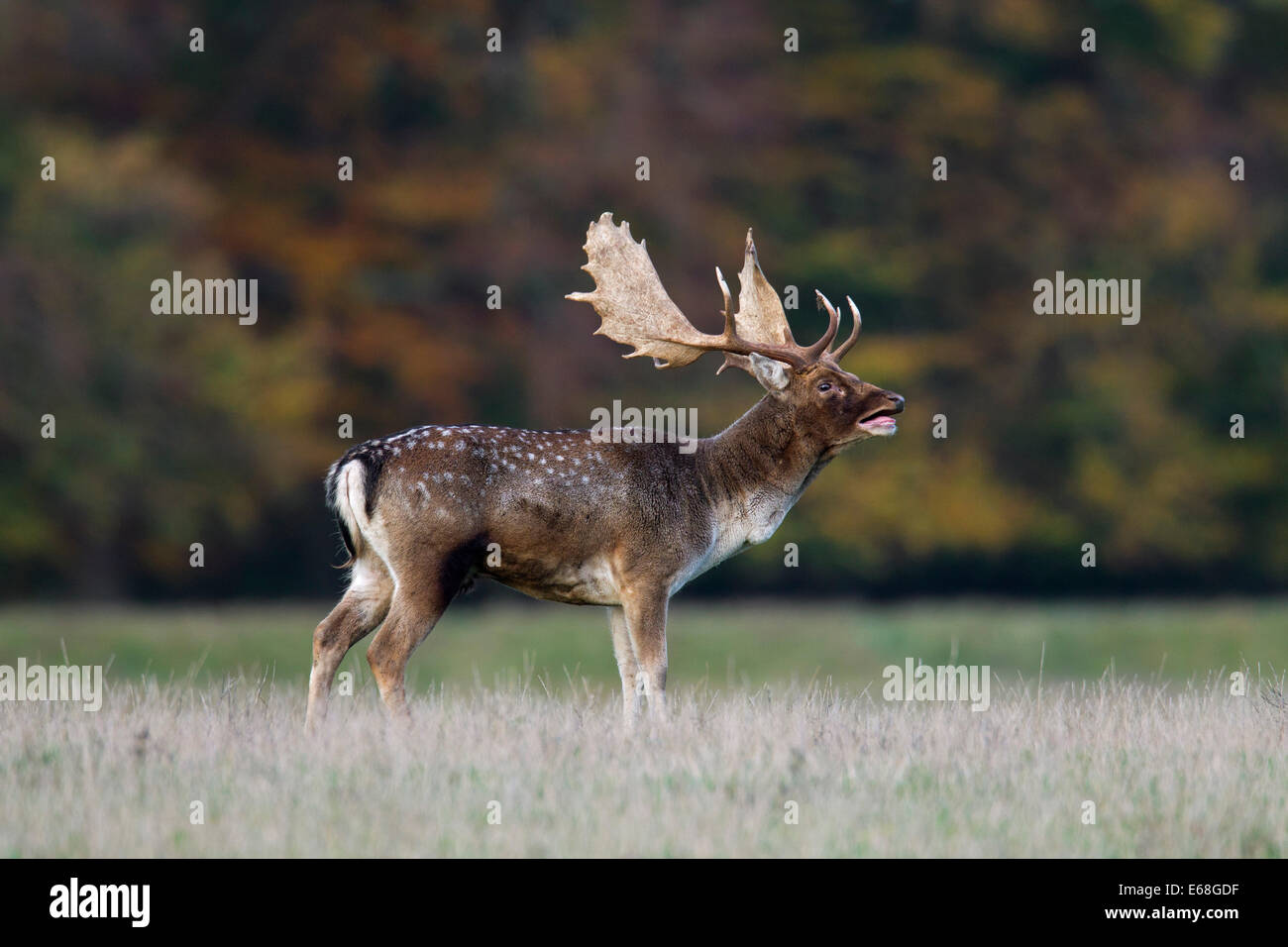 Damhirsch (Dama Dama) Buck brüllen während der Brunft im Herbst im Grünland Stockfoto