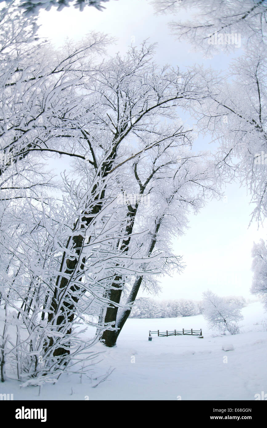 Ein Wintermärchen. Stockfoto