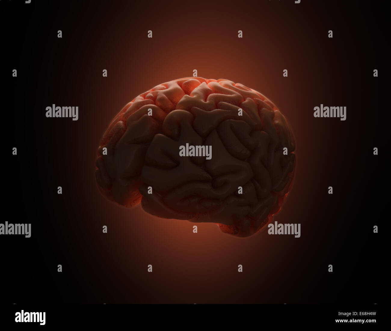 Das Gehirn wird von hinten beleuchtet in dunkler Umgebung. Clipping-Pfad enthalten. Stockfoto