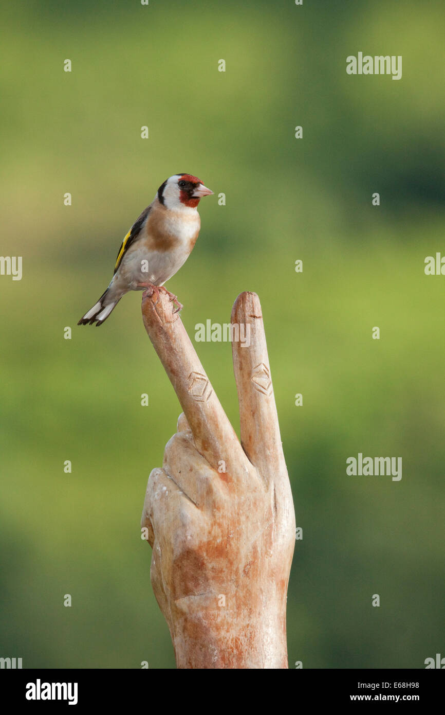 ein Vogel Golfinch Zuchtjahr Zuchtjahr sitzen an zwei Fingern Stockfoto