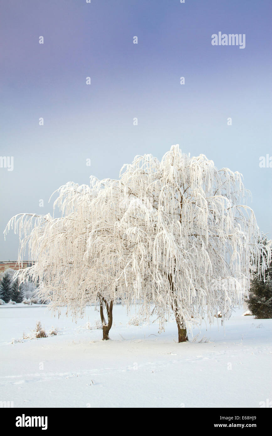 Wintermärchen Stockfoto