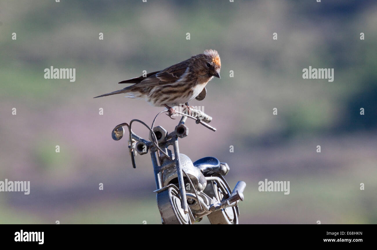 Bike nuts -Fotos und -Bildmaterial in hoher Auflösung – Alamy