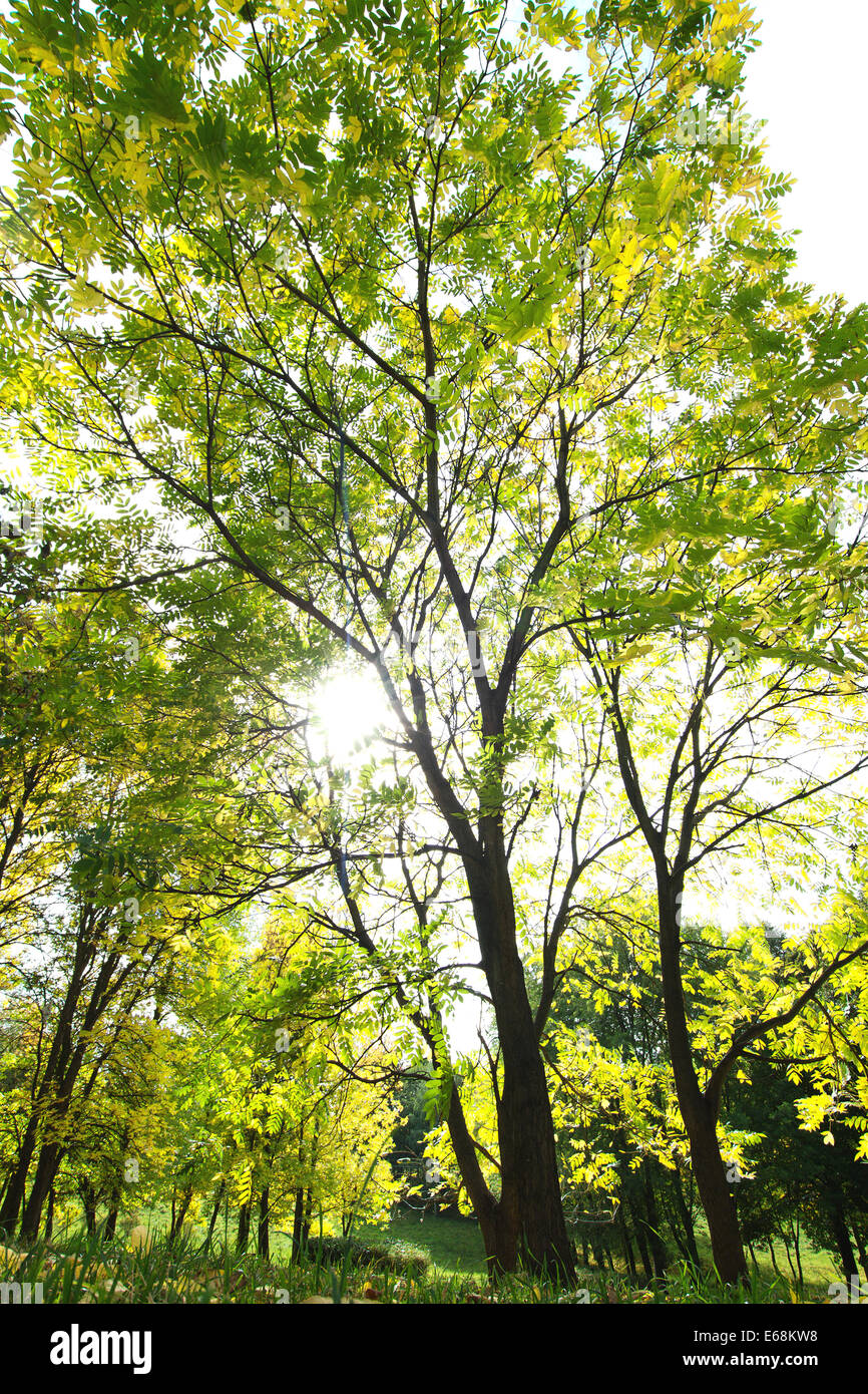 sonniger Herbst park Stockfoto