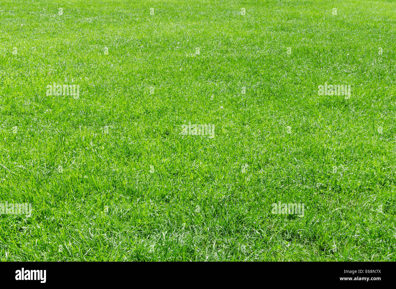 Sonnenlicht frische Gräser natürlichen Hintergrund mit textfreiraum Bereich und Freitext Stockfoto
