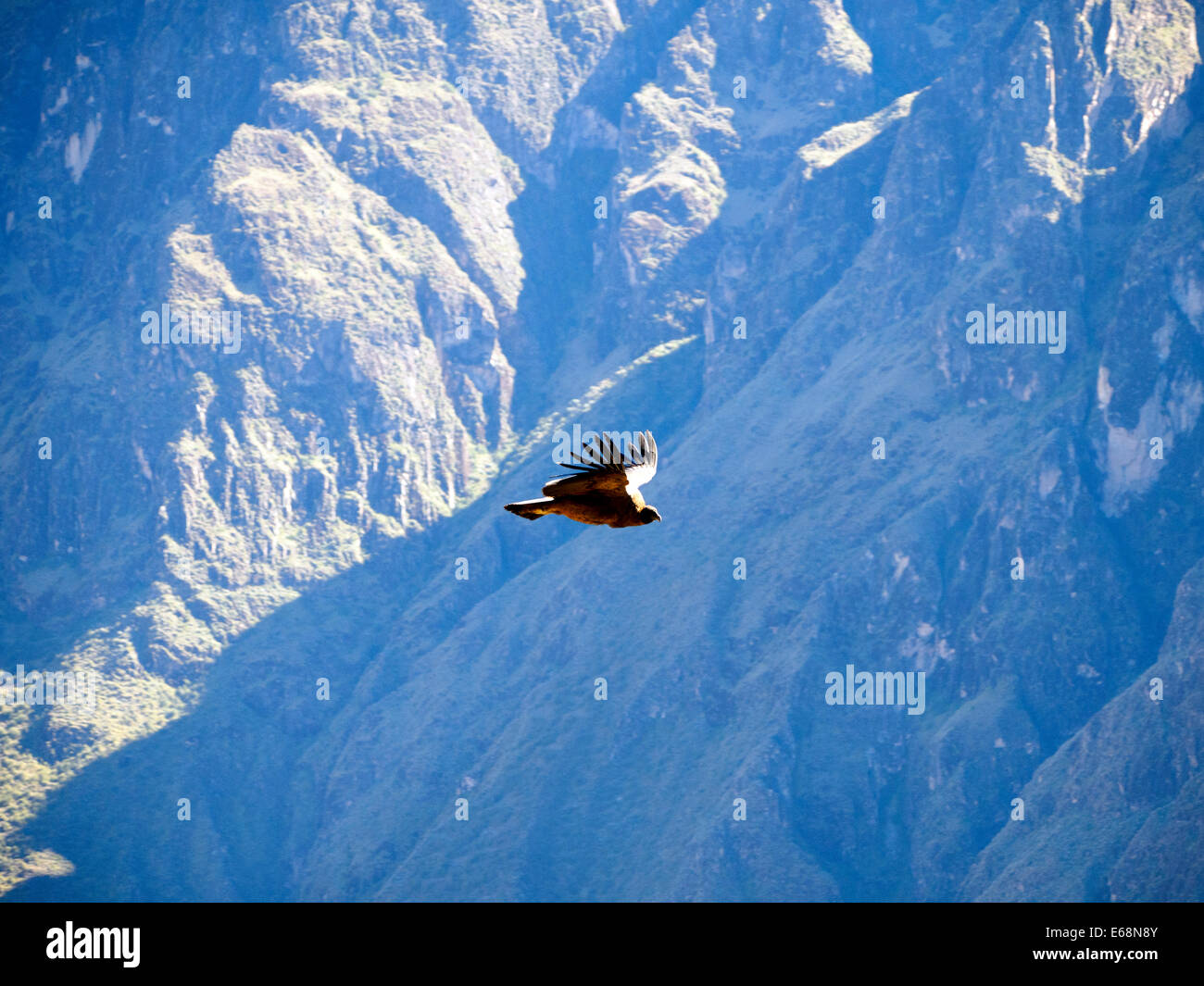 Condor fliegt über den Colca Canyon - Peru Stockfoto