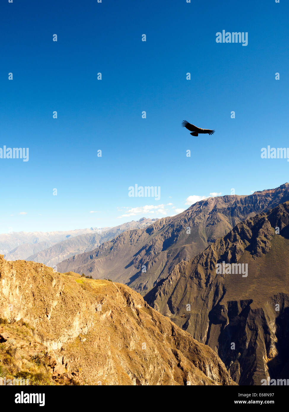 Condor fliegt über den Colca Canyon - Peru Stockfoto