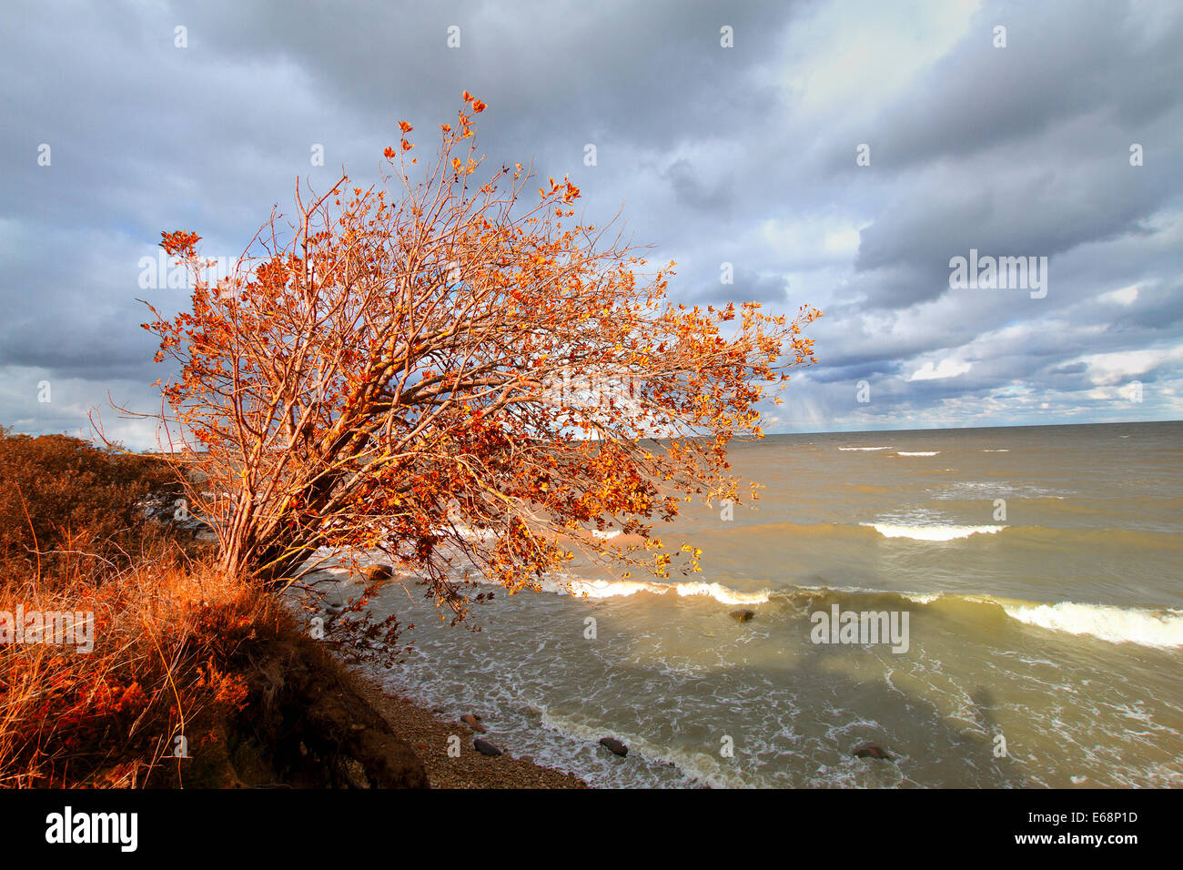 im Herbst rot Baum in der Nähe des Ozeans Stockfoto