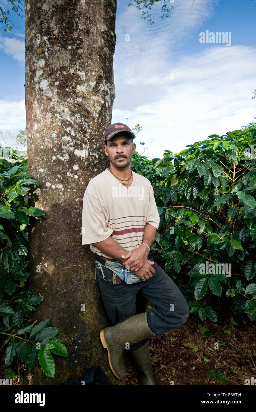 Betreuer einer Kaffeeplantage Rodeo-Costa Rica Stockfoto
