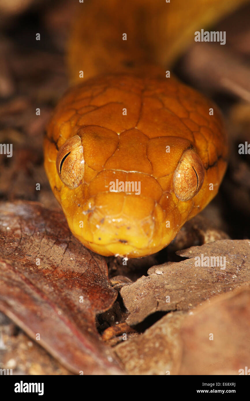 Madagassische Cat-eyed Snake (Madagascarophis Colubrinus) bei Nacht, Ankarana spezielle Reserve, Madagaskar Stockfoto