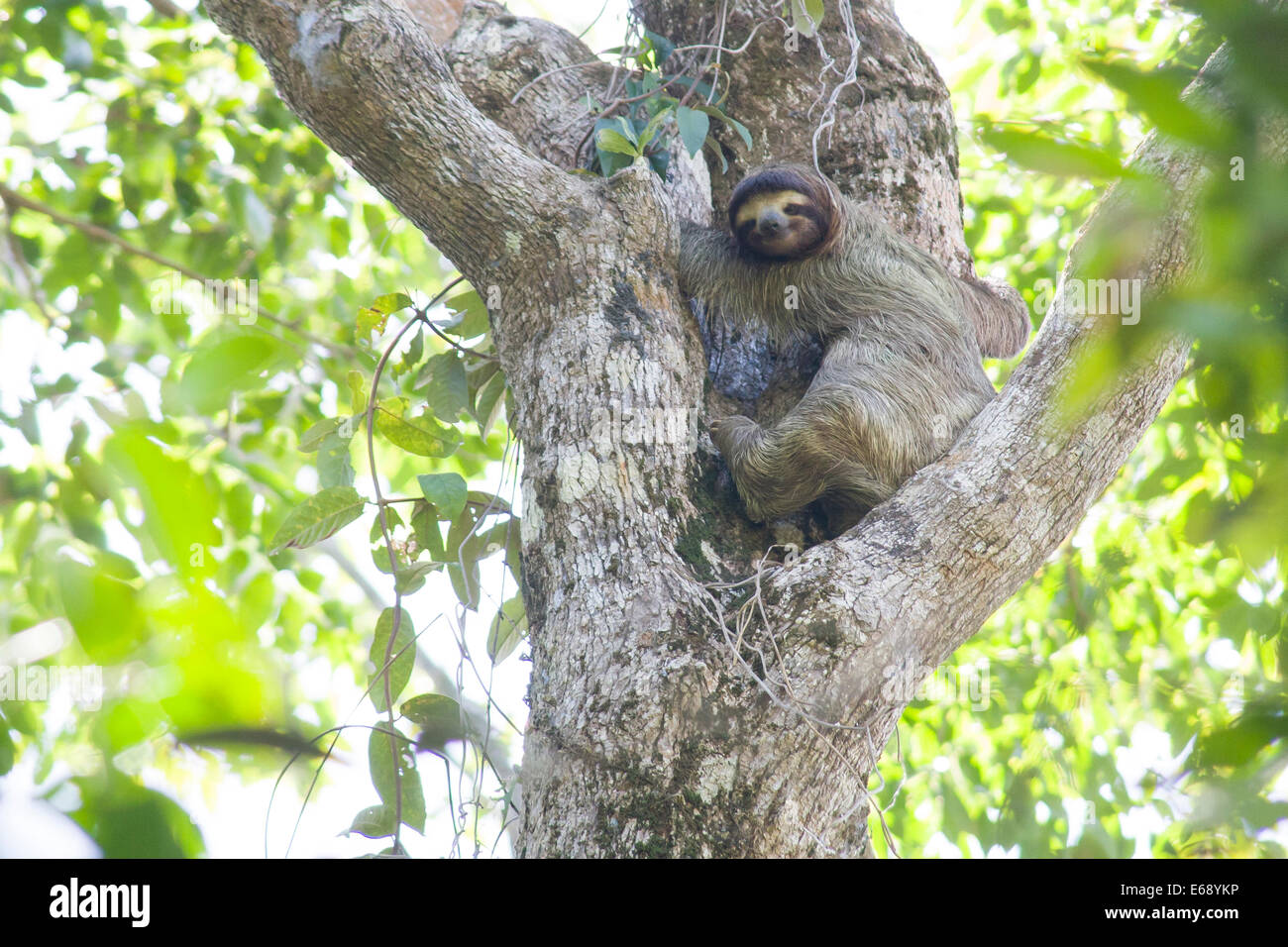 3-toed Sloth, Bradypus Variegatus. Fotografiert in Cahuita Nationalpark, Costa Rica. Stockfoto