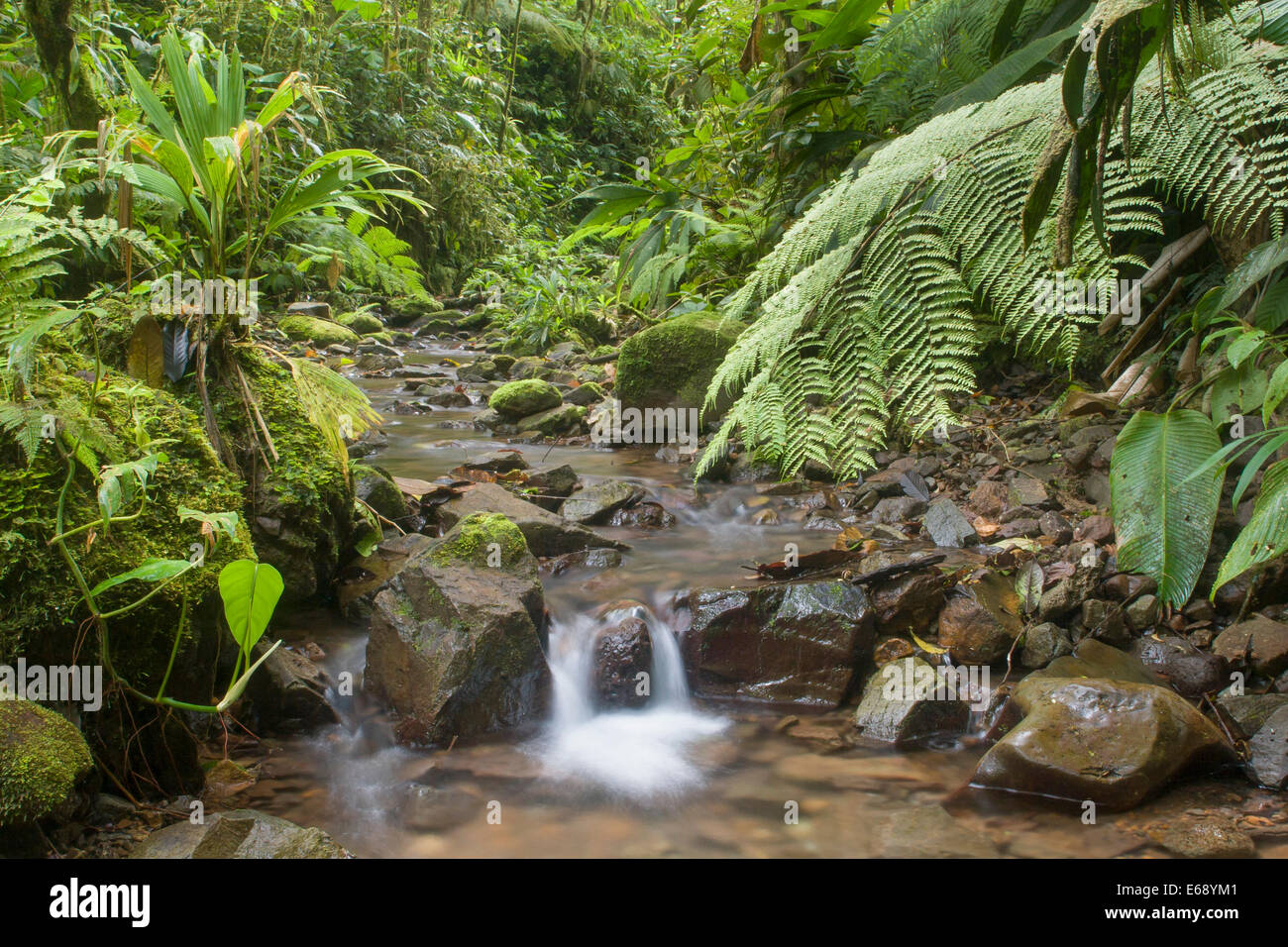Üppige Stream in den Berg-Regenwäldern von Panama. Stockfoto