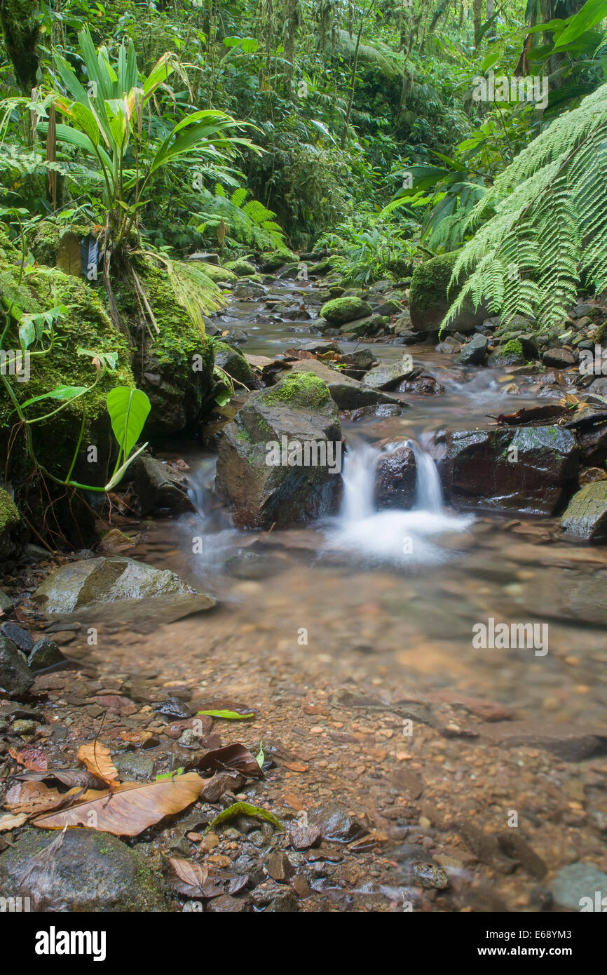 Üppigen Nebelwald Wasserfall, Bosque Protector Palo Seco, Panama. Stockfoto