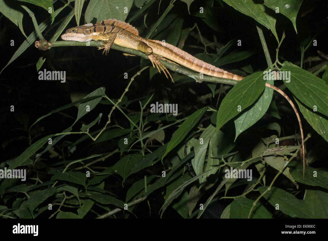 Brauner Basilisk Eidechse (Basiliskos Vittatus) in der Nacht im Tiefland tropischen Regenwald von Costa Rica. Stockfoto