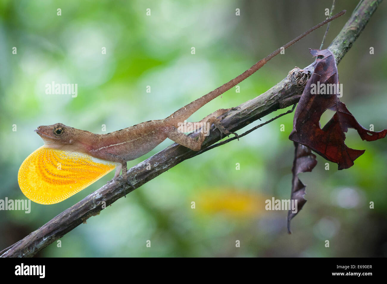 Ein Golfo Dulce Anole (Anolis Polylepis) Anzeige seiner bunten Wamme und hervorstehende seine Zunge.  Dies ist ein ausgezeichnetes Beispiel o Stockfoto