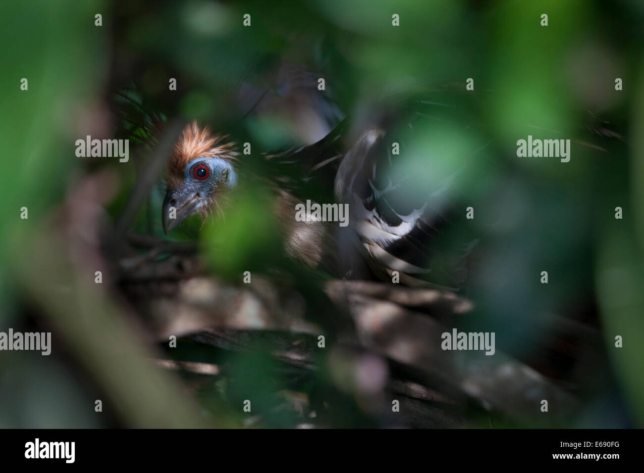 Der Hoatzin, alias "Stinkbird," durch eine Gülle-Geruch (aufgrund der Fermentation von Pflanzenmaterial in seine muskuläre Ernte). Stockfoto