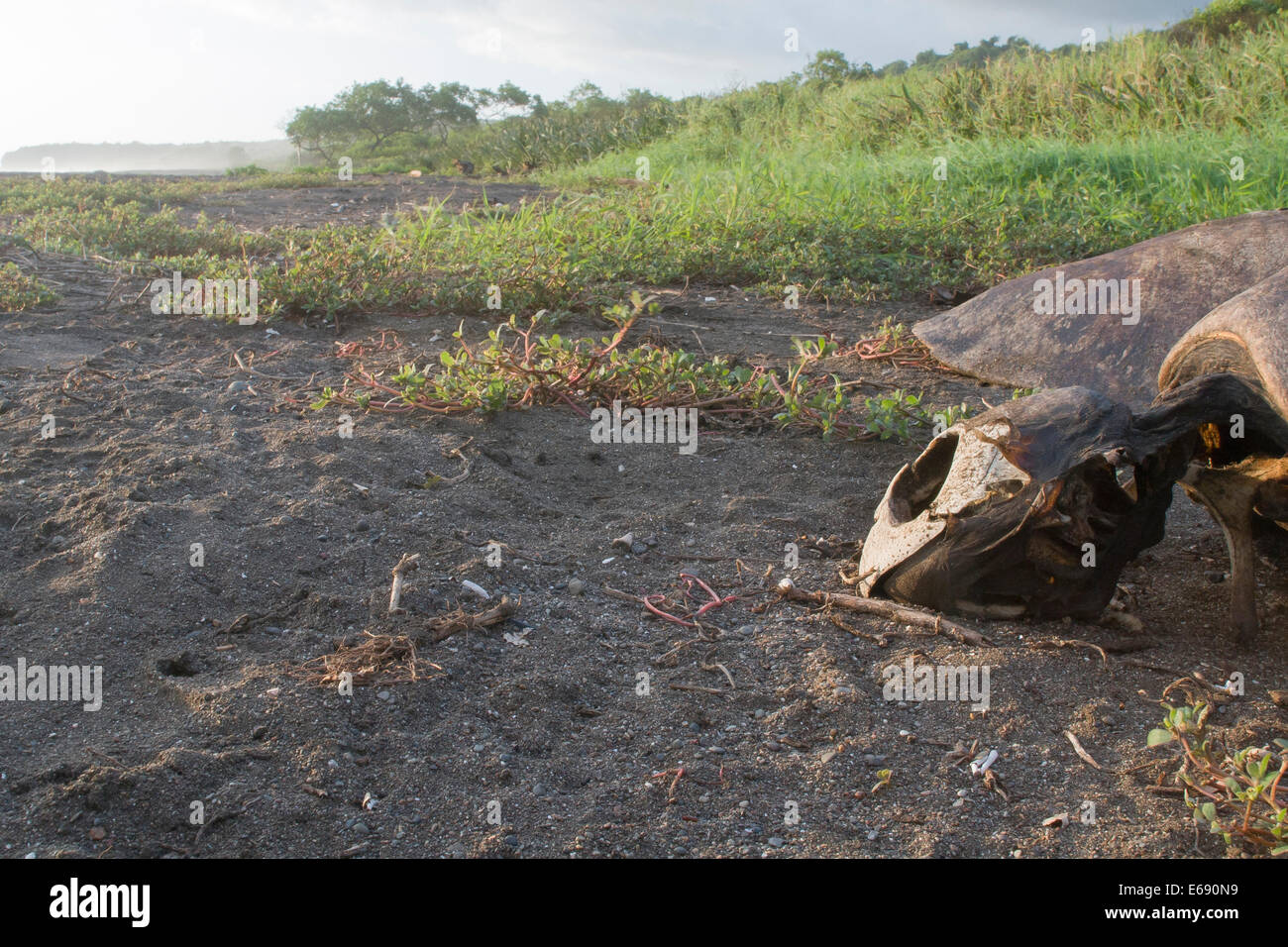 Reste von einem Toten Olive Ridley Meeresschildkröten (Lepidochelys Olivacea). Stockfoto