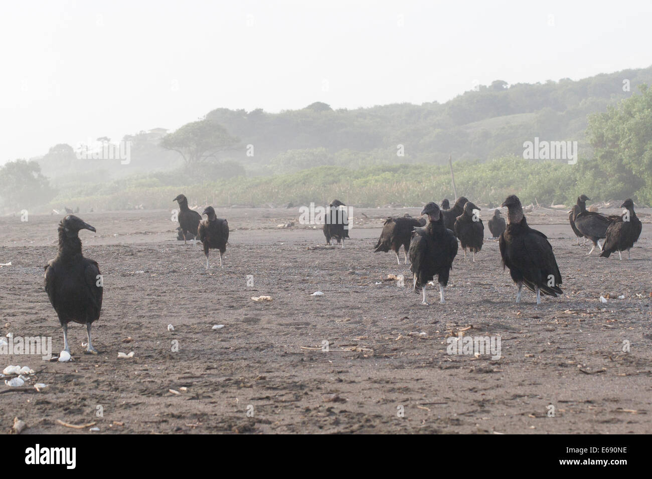 Eine Herde von Schwarzen Geier (Coragyps Atratus) am Strand. Stockfoto
