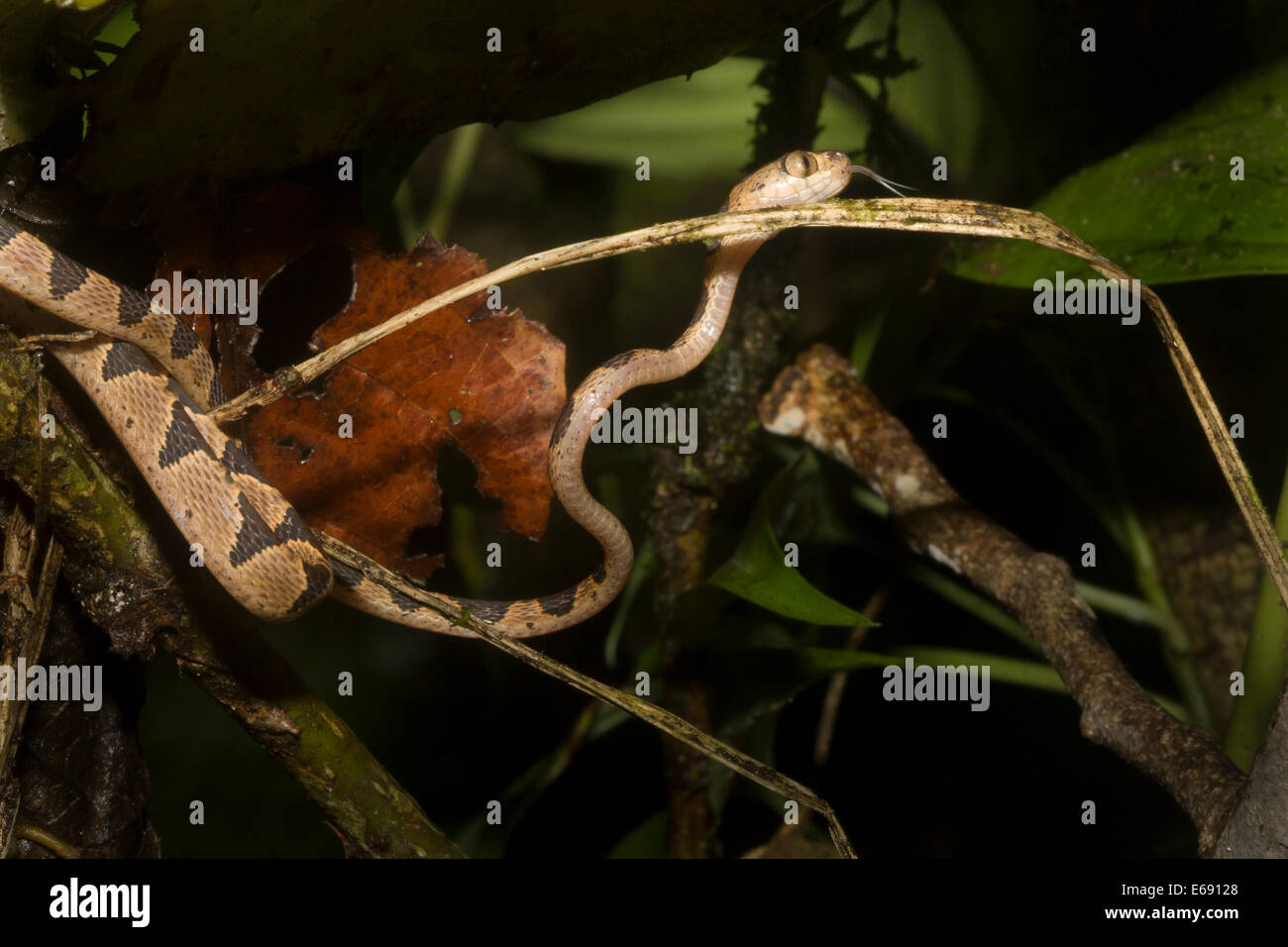 Eine stumpfe Spitze Baumschlange (Imantodes Cenchoa). Stockfoto
