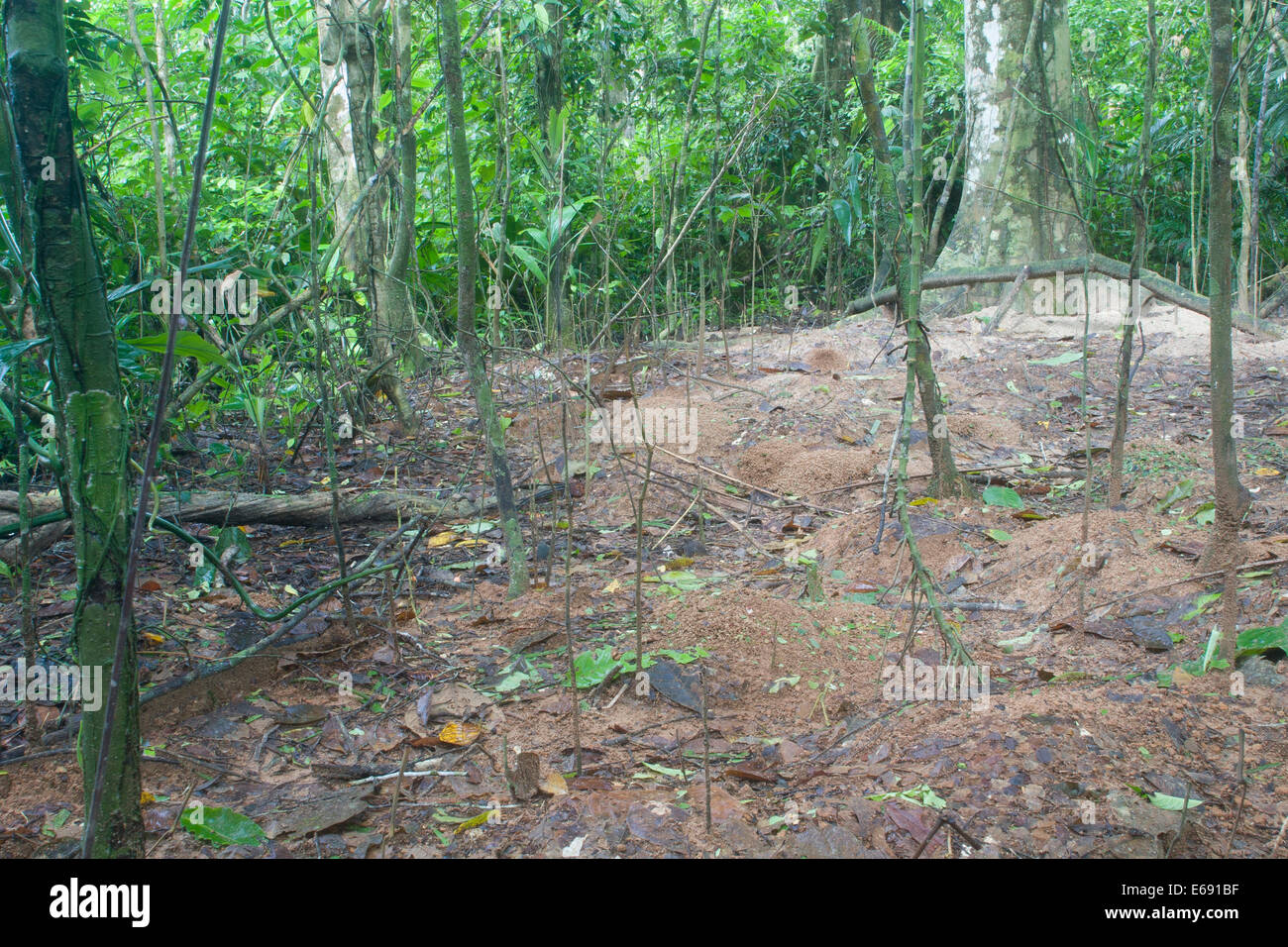 Die abgeholzte Landschaft über eine ungewöhnlich große Nest von Blattschneiderameisen. Stockfoto