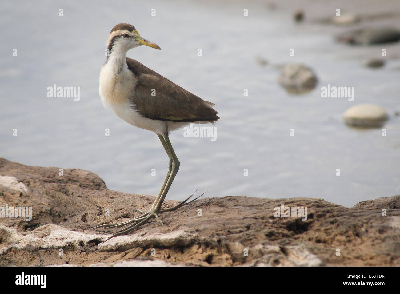 Nördlichen Blatthühnchen (Jacana Spinosa) zeigt seine außerordentlich langen Zehen.  Fotografiert in Costa Rica. Stockfoto