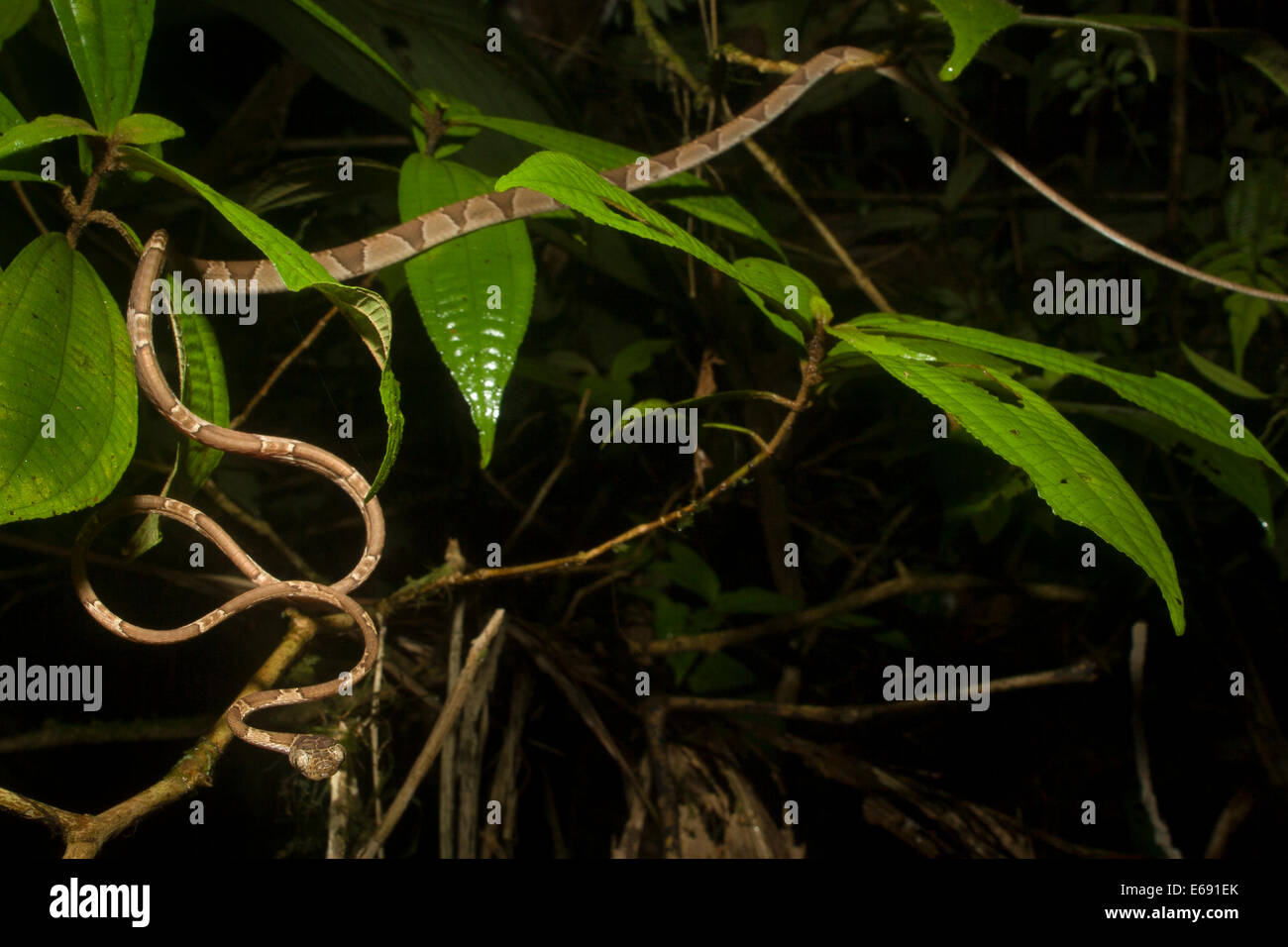 Ein extrem schlanken unter der Leitung von Blunt Baumschlange (Imantodes Cenchoa). Fotografiert in Costa Rica. Stockfoto