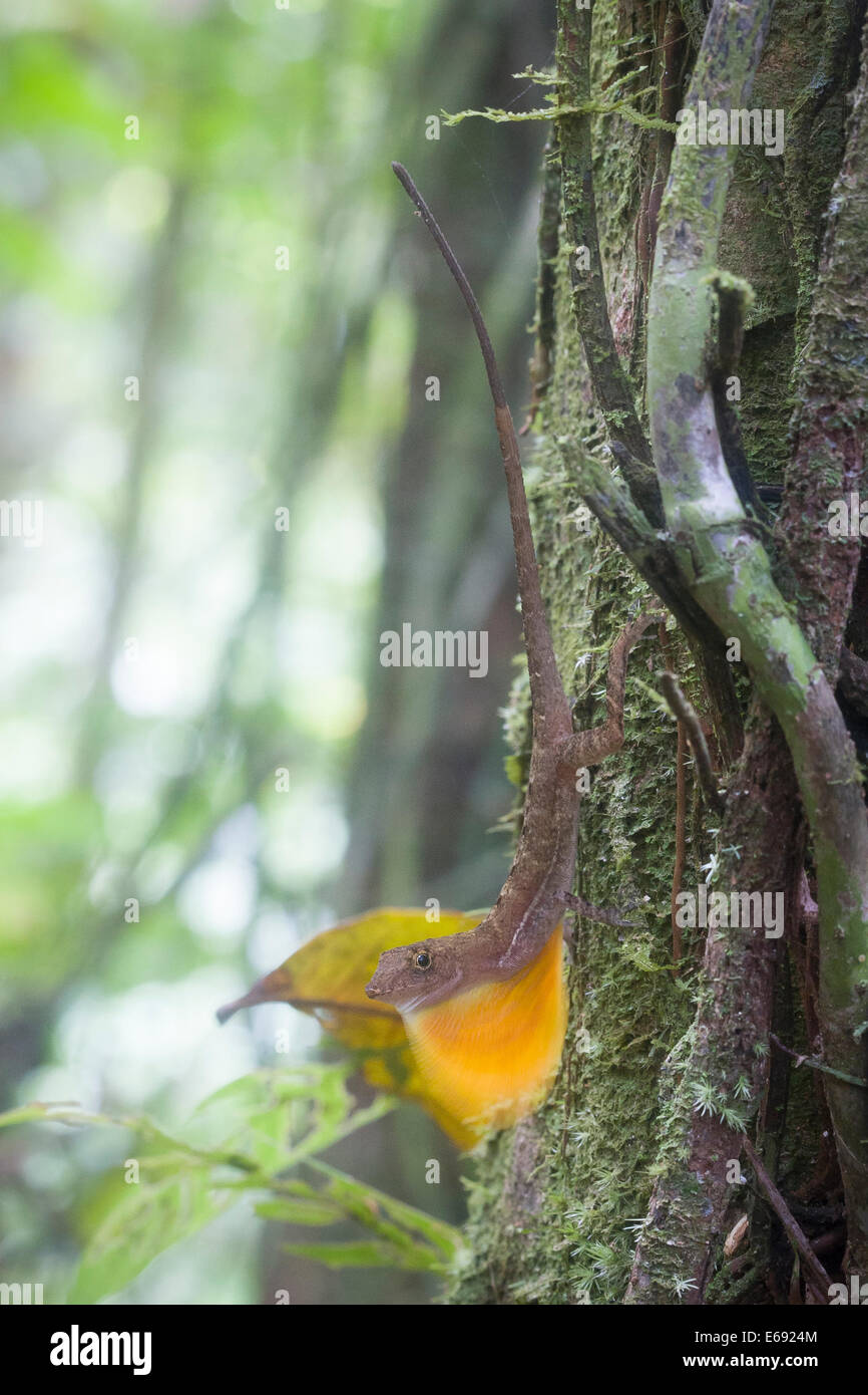 Ein Golfo Dulce Anole (Anolis Polylepis) Anzeige seiner bunten Wamme.  Dies ist ein hervorragendes Beispiel für Tier-Signalisierung. Photog Stockfoto